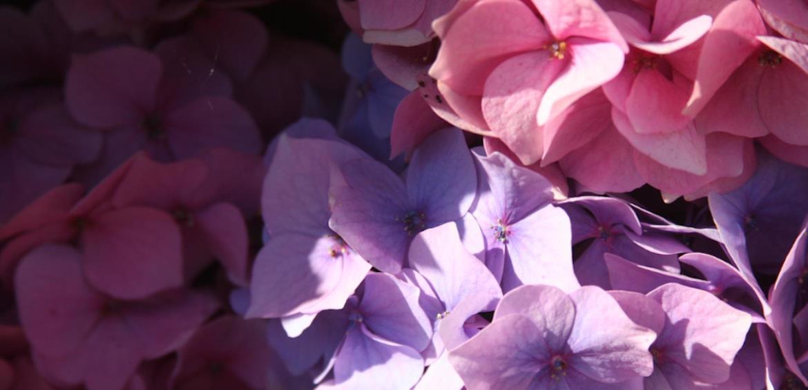 Blooming Direct